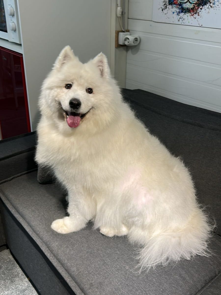 Собака после груминга в салоне 4lapki в Алматы