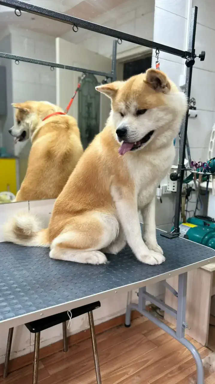 Грумингтен кейін 10