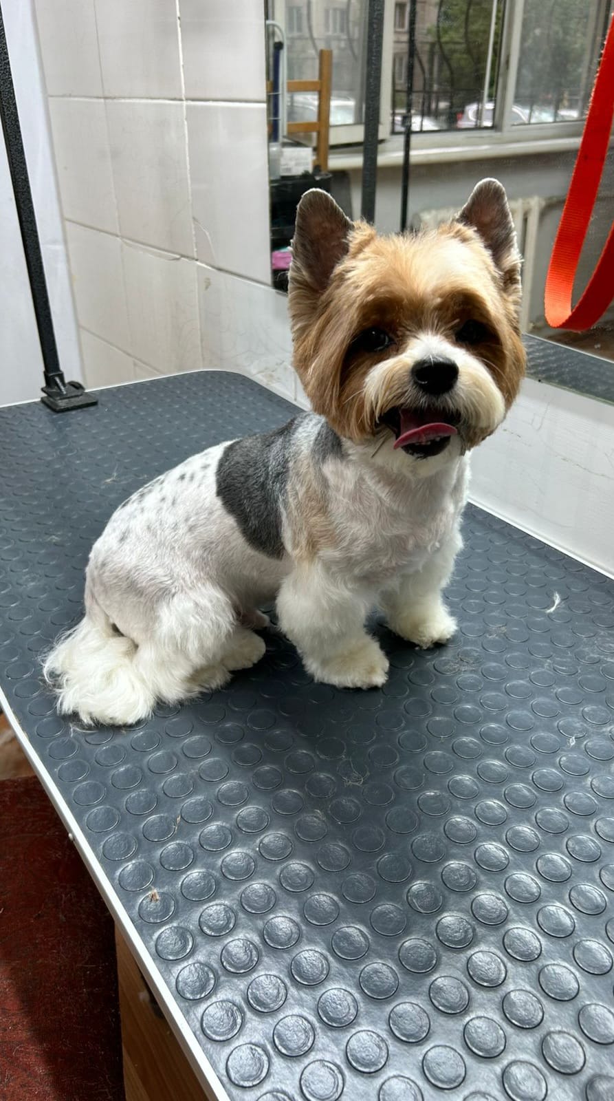 После груминга 11