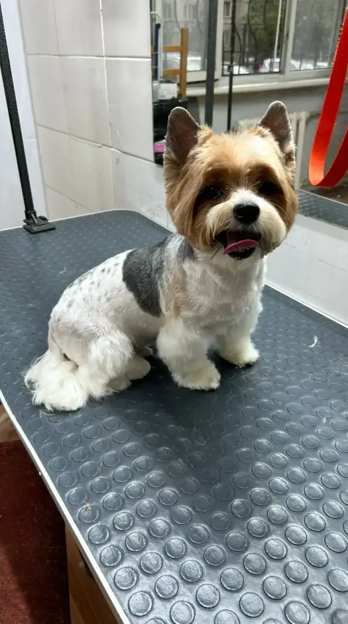 Грумингтен кейін 11