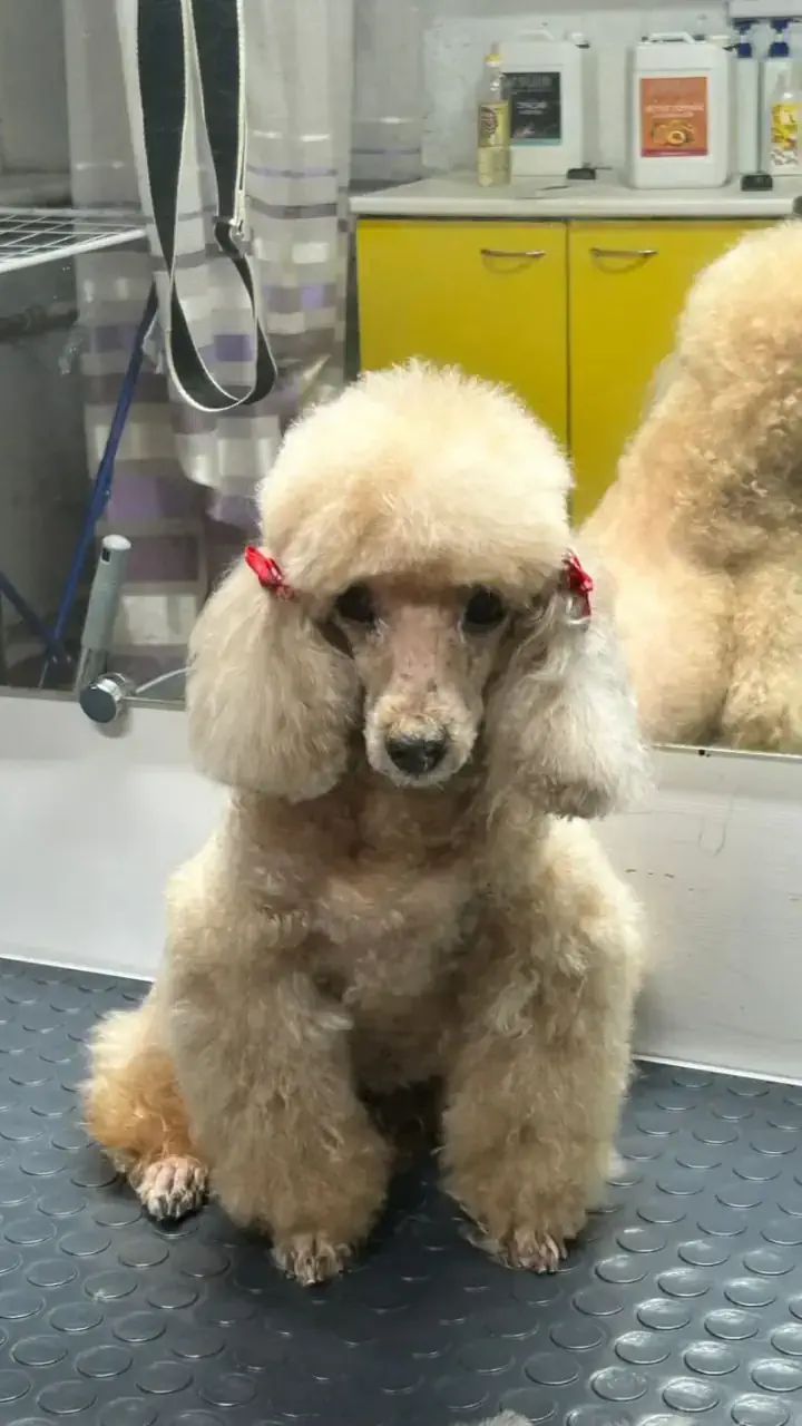 Грумингтен кейін 12