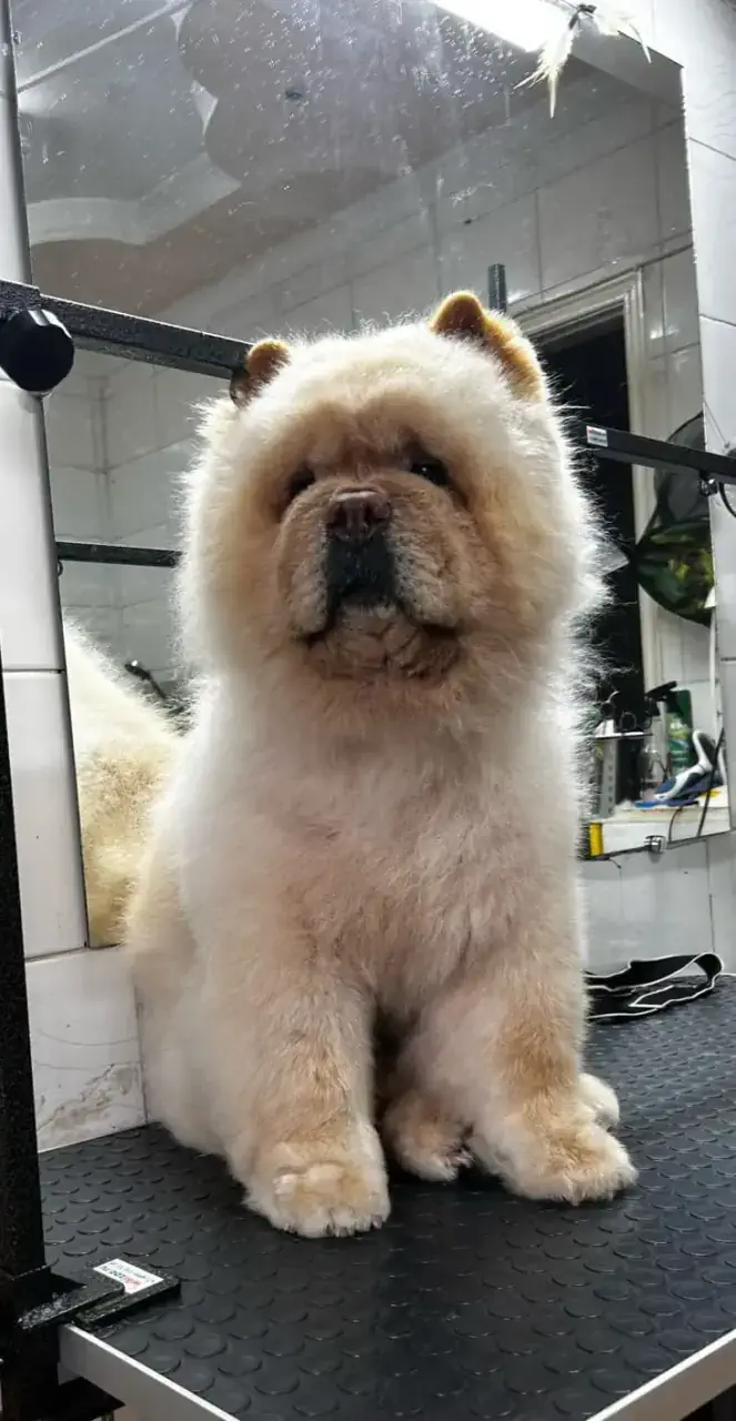 Грумингтен кейін 13