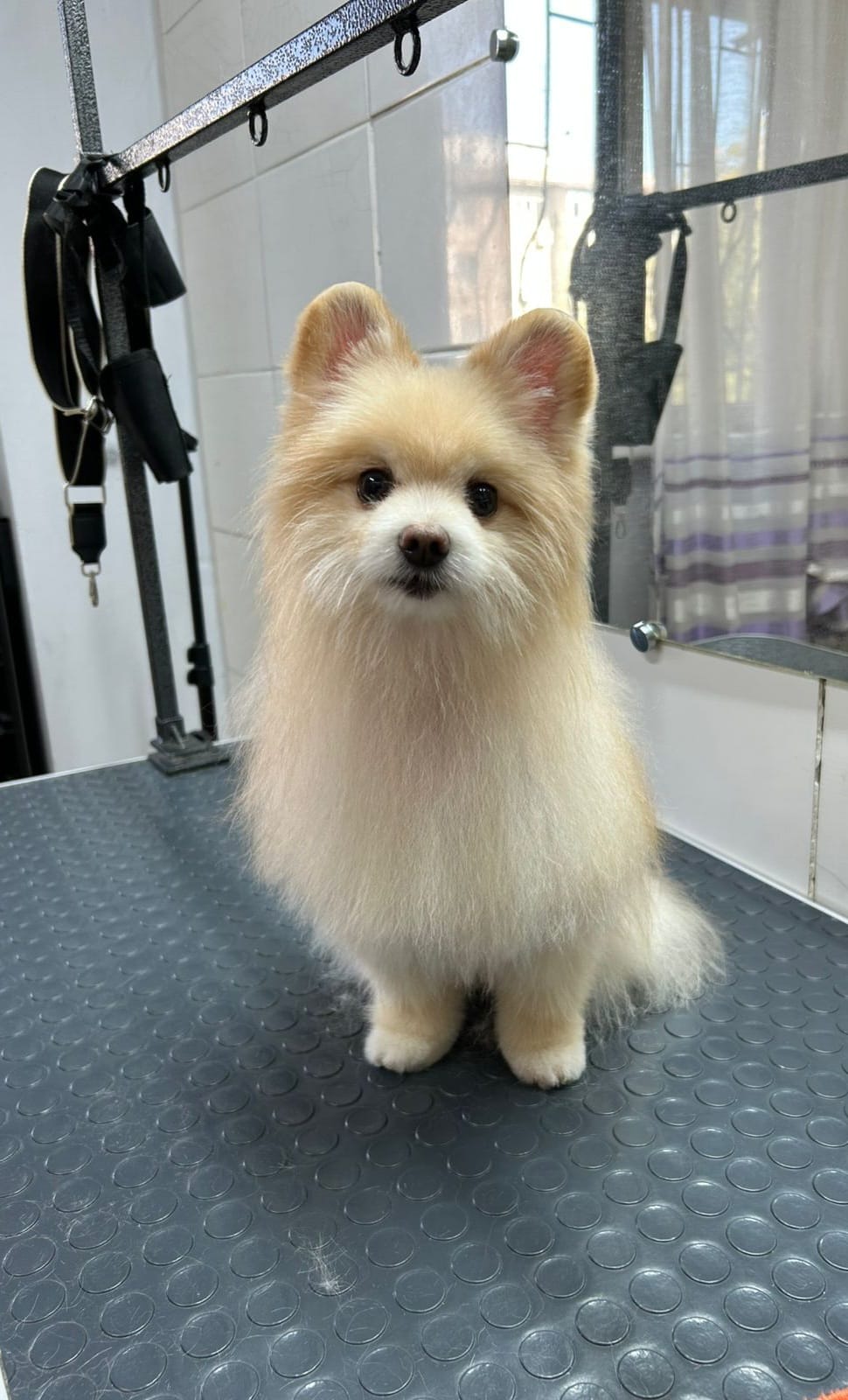 После груминга 3