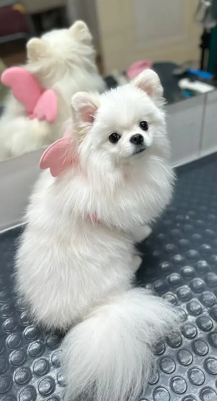 Грумингтен кейін 4