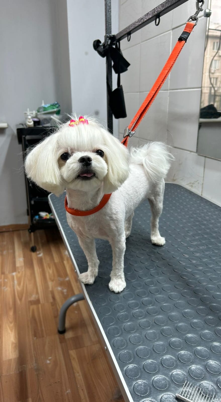 После груминга 5