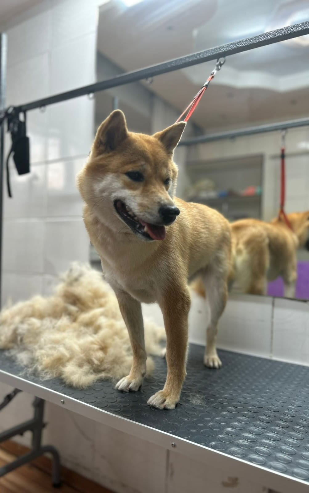 После груминга 6