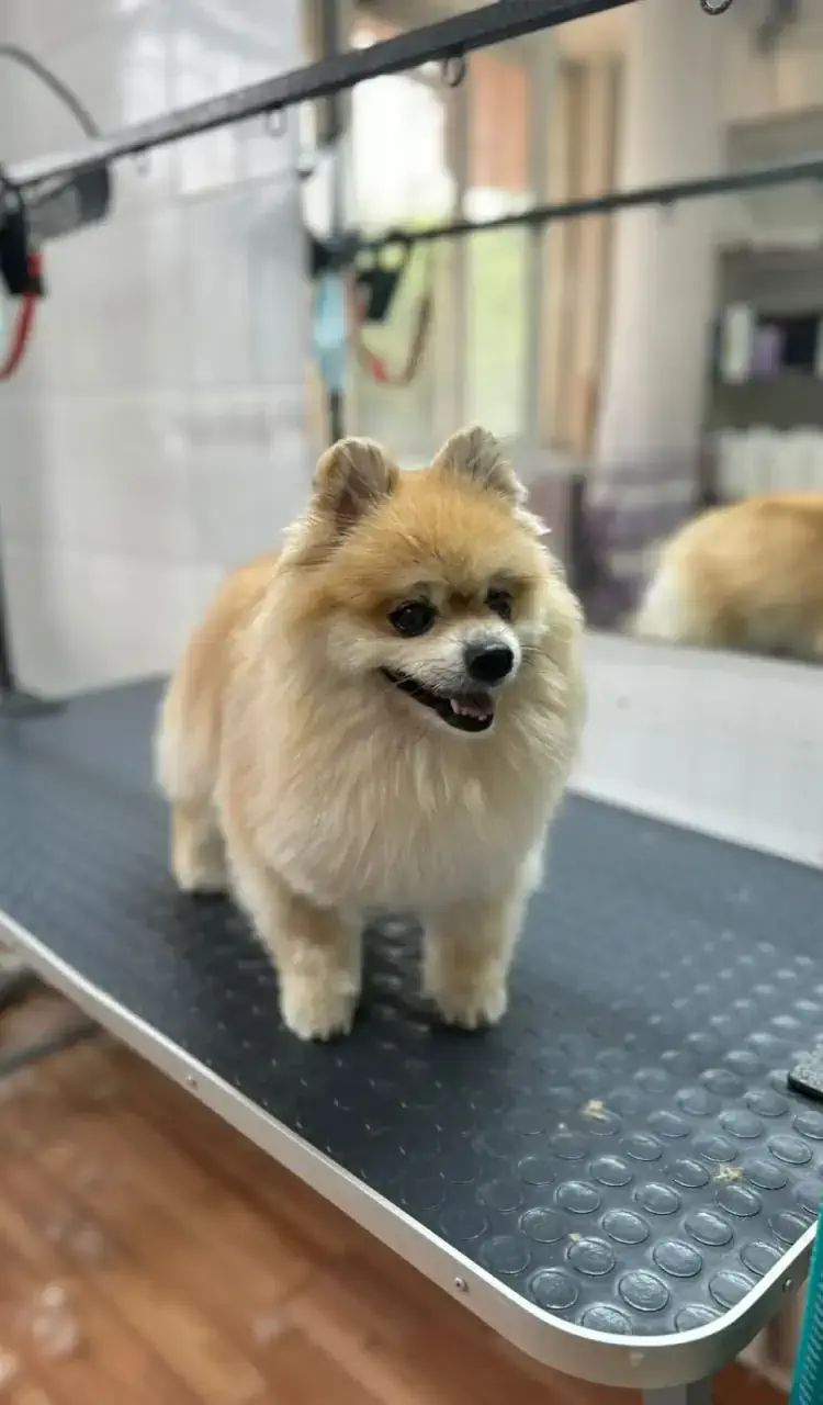 Грумингтен кейін 8