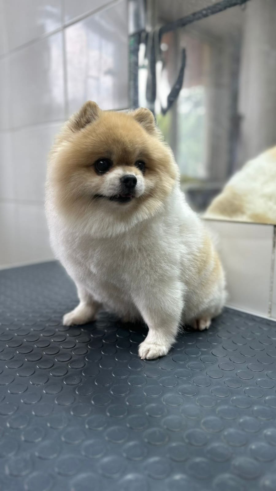 После груминга 9