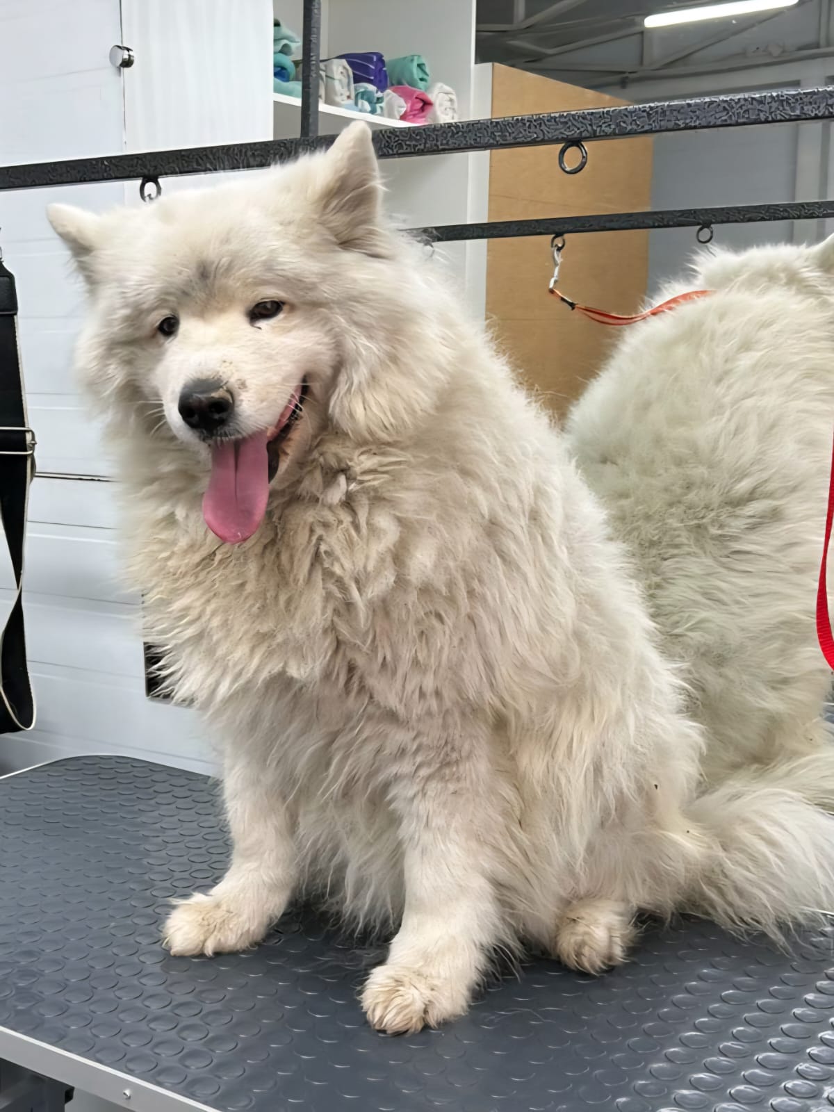 Собака до груминга в салоне 4lapki в Алматы