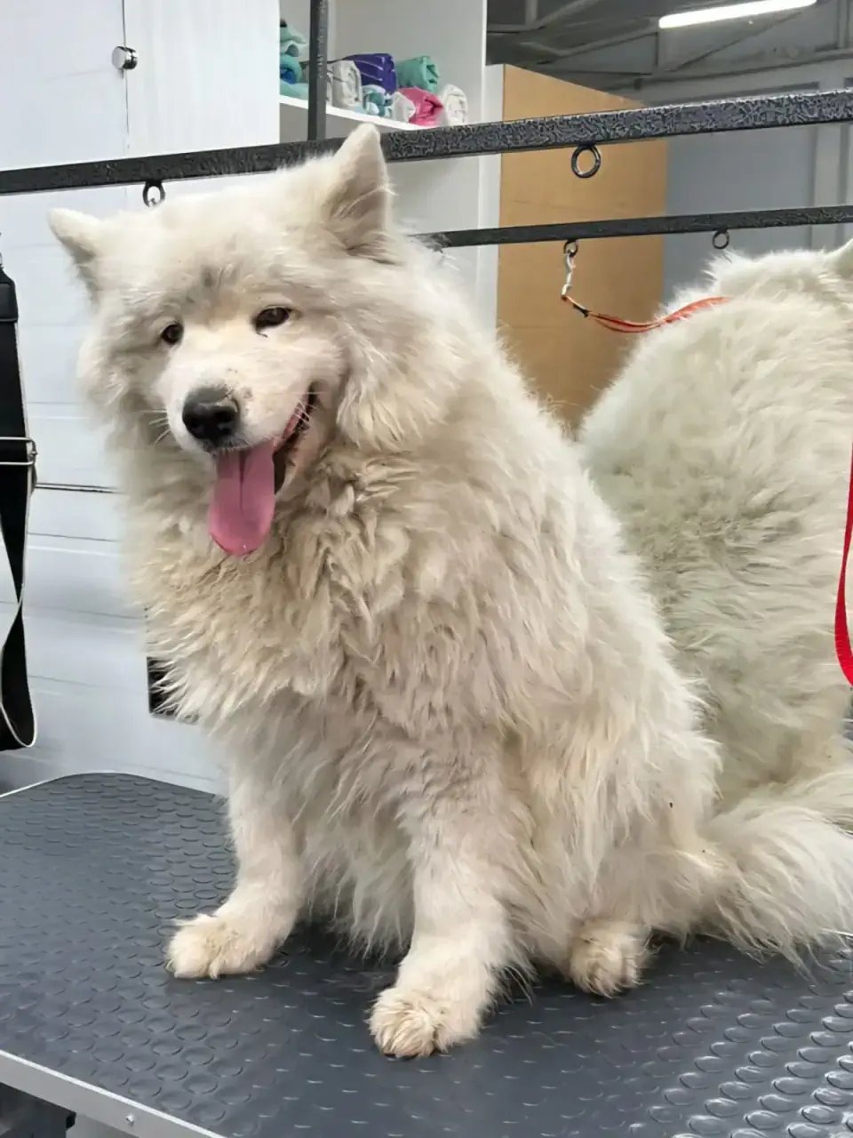 4lapki Алматы салонындағы грумингке дейінгі ит