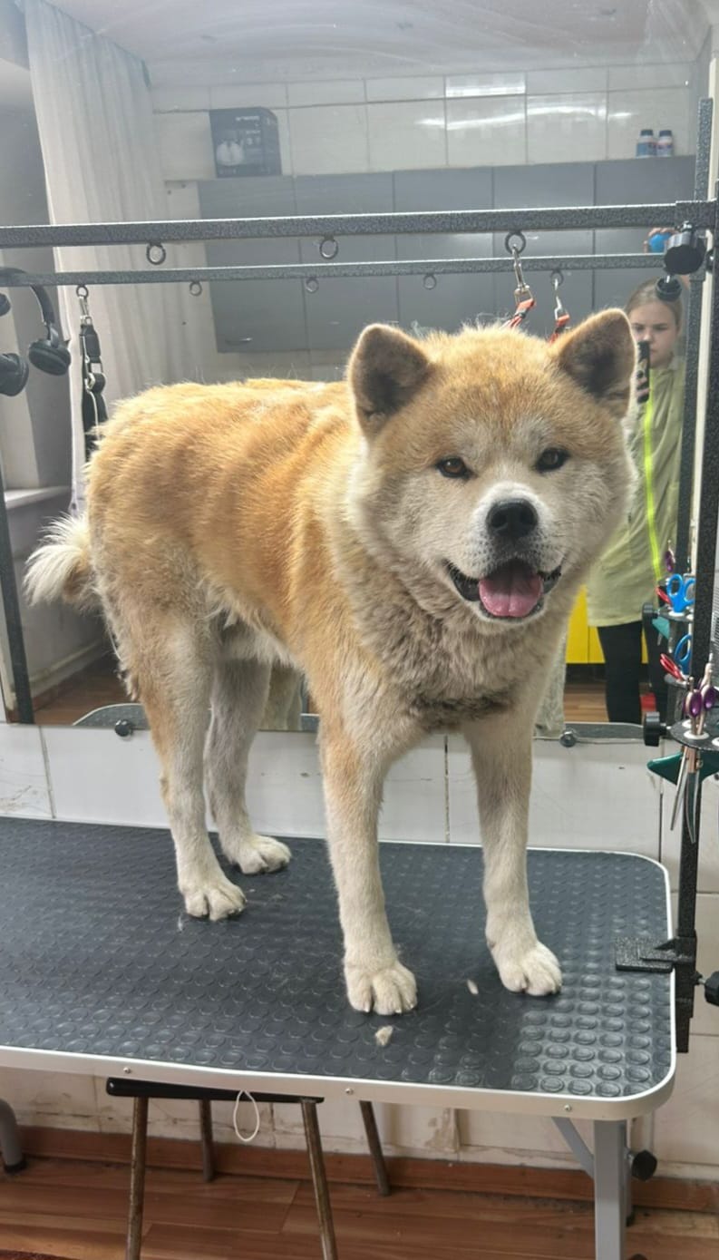 До груминга 10