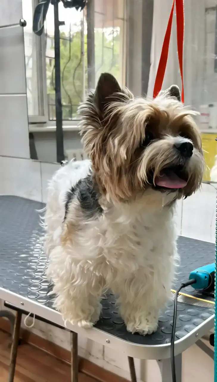 Грумингке дейін 11