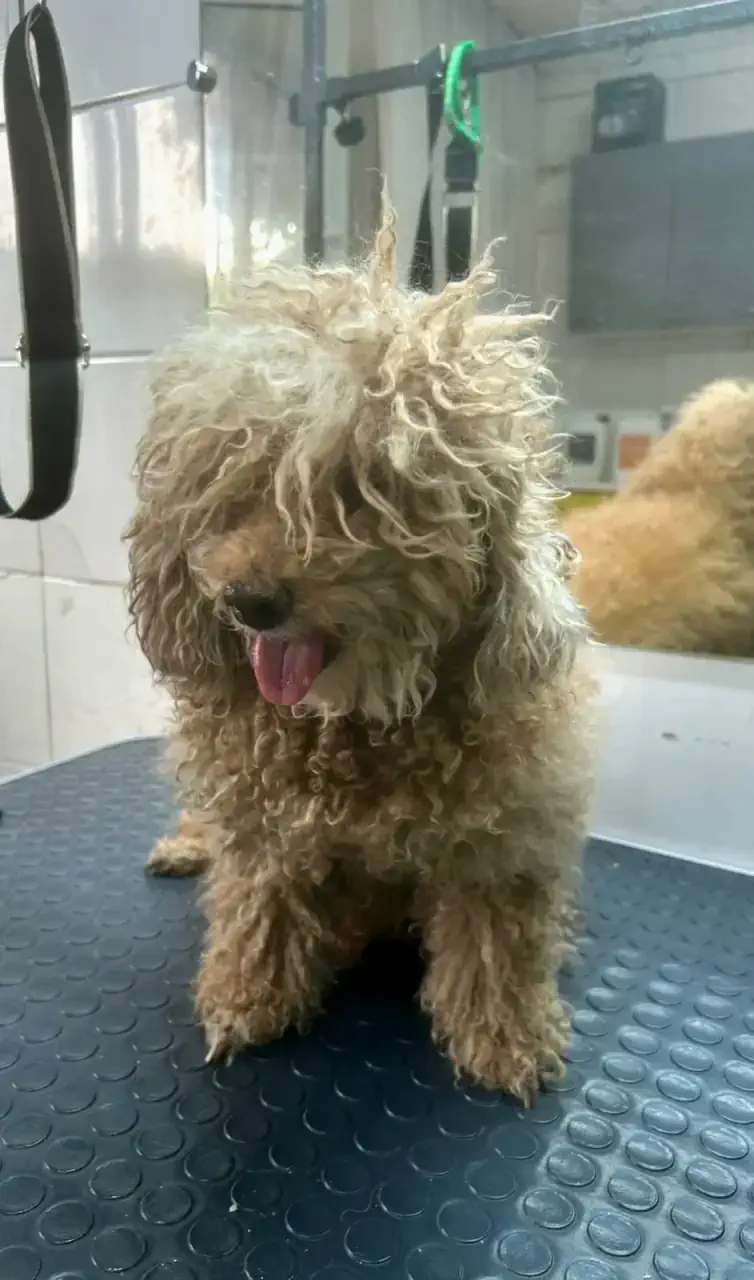 Грумингке дейін 12