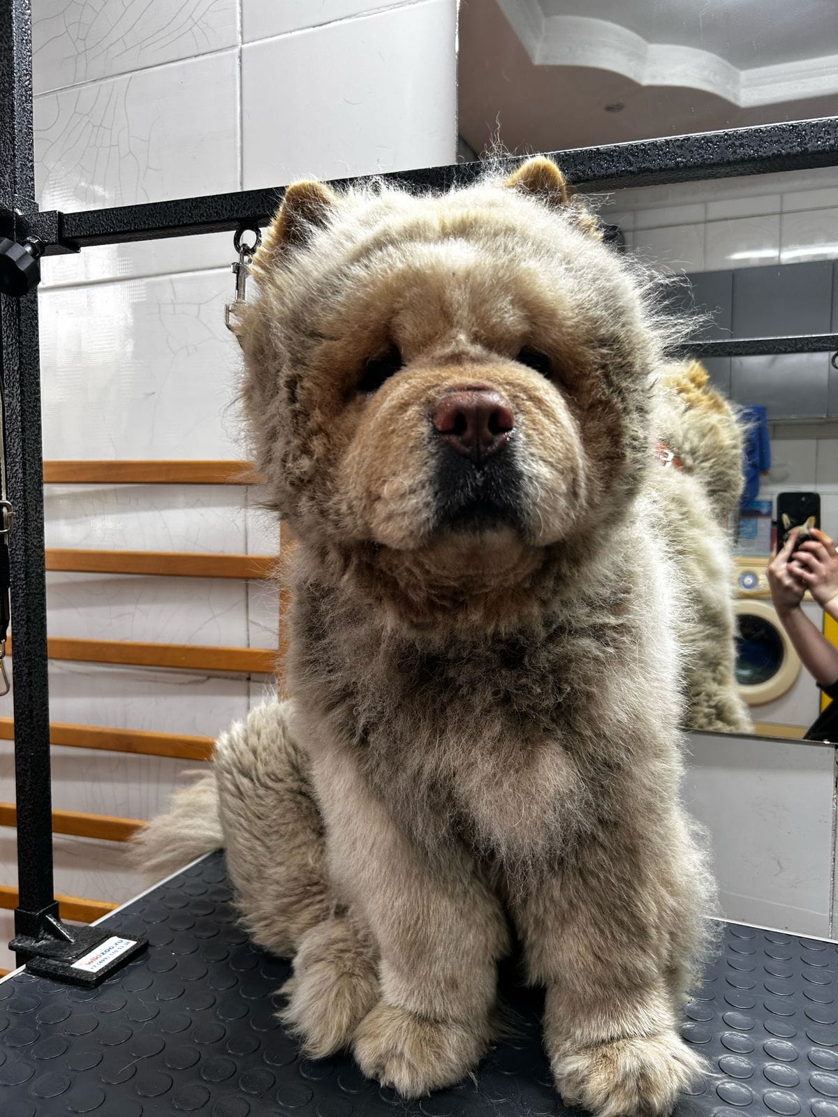 До груминга 13