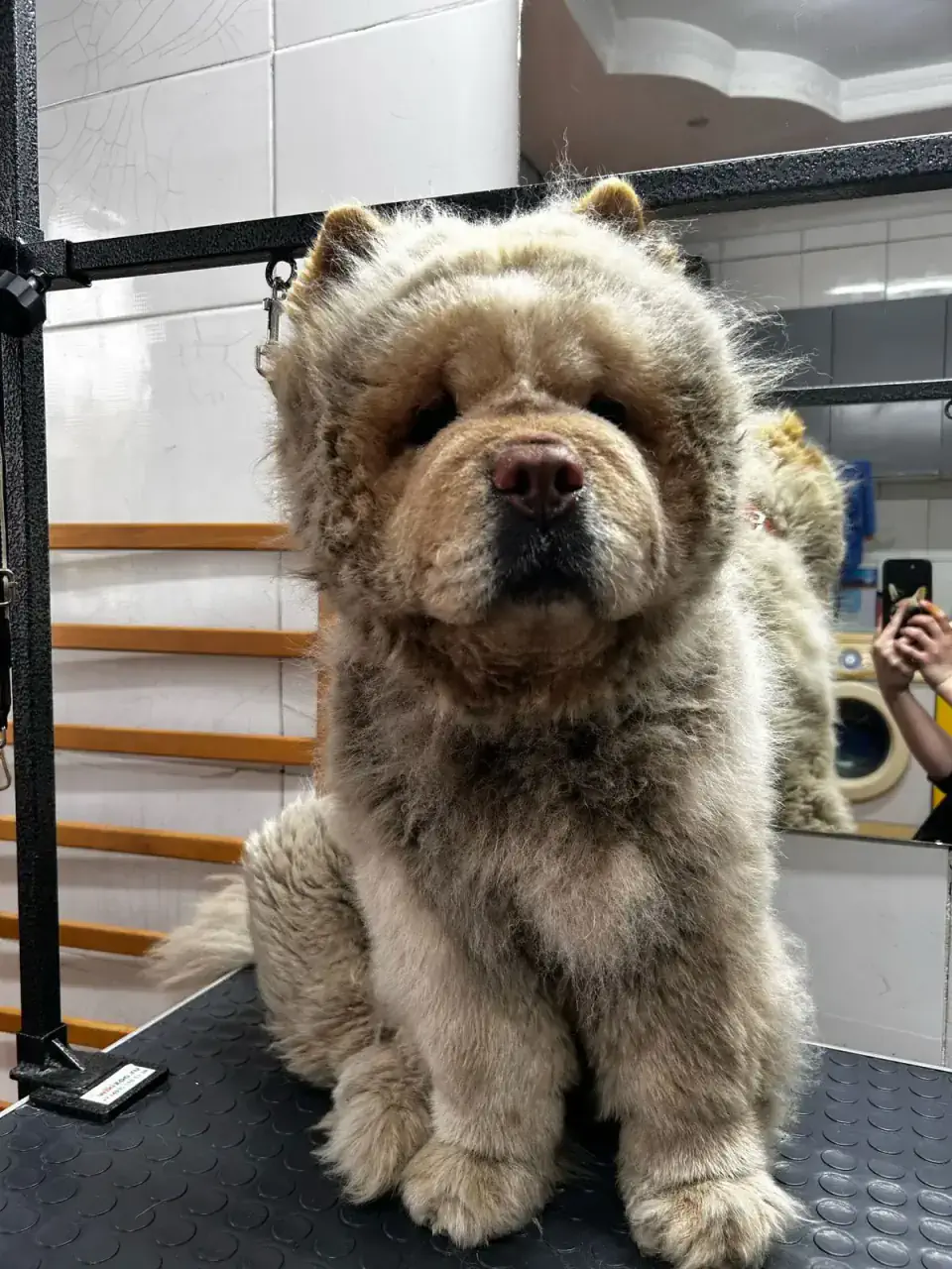 Грумингке дейін 13