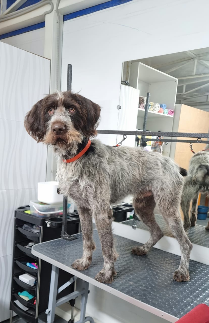 До груминга 2