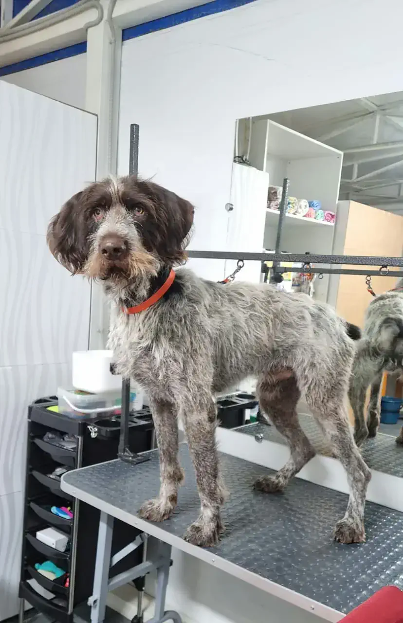 Грумингке дейін 2