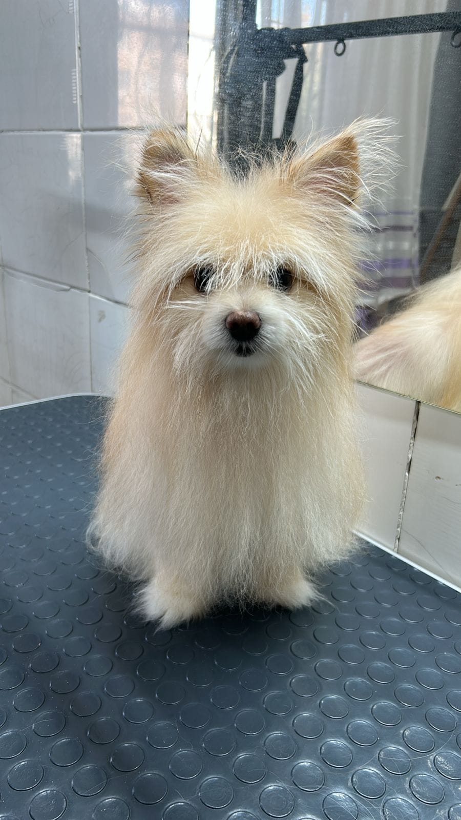 До груминга 3