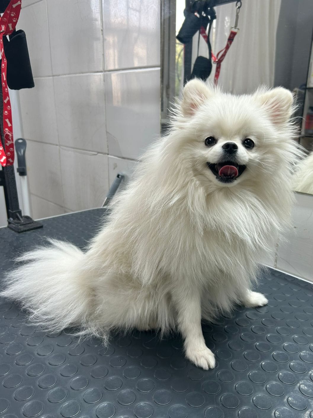 До груминга 4