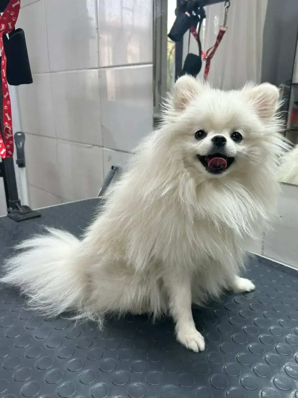 Грумингке дейін 4