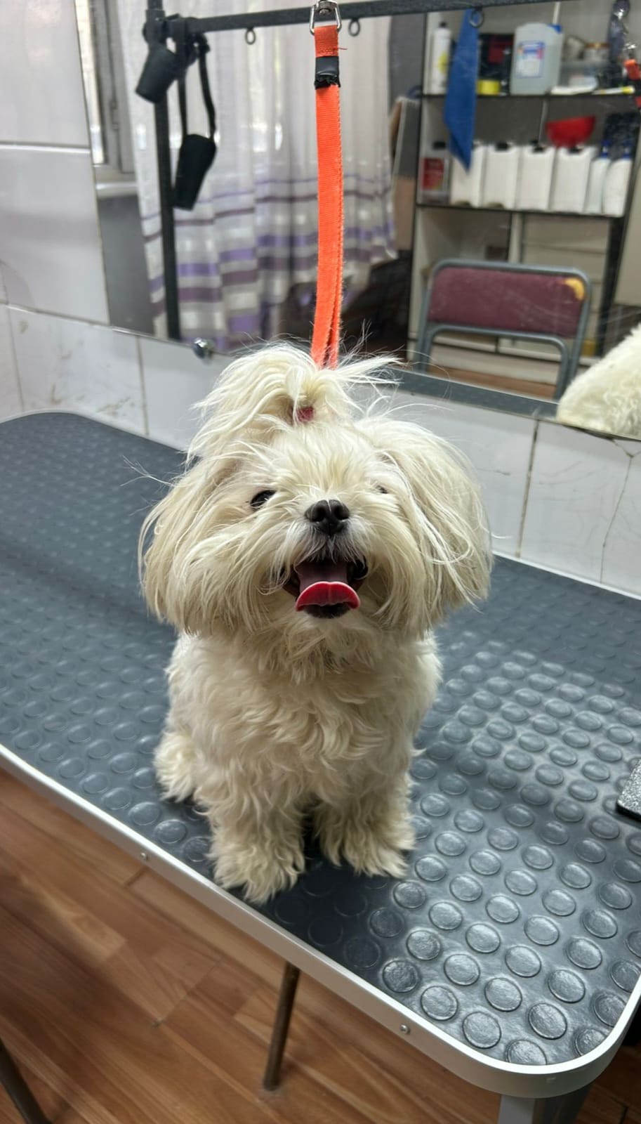 До груминга 5