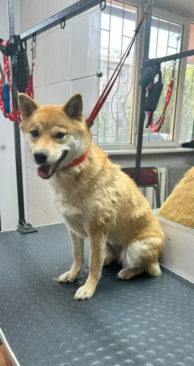 Грумингке дейін 6