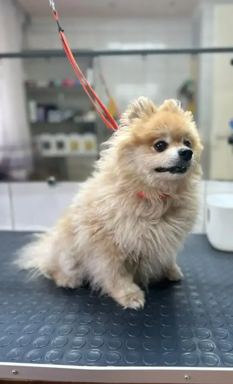 Грумингке дейін 8