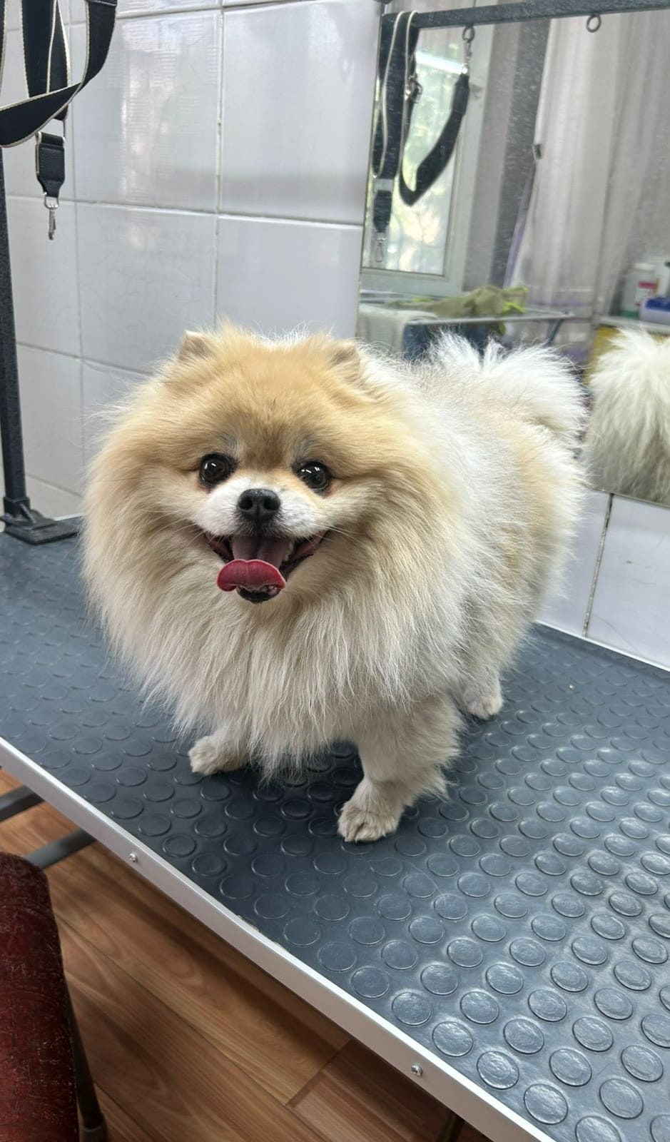 До груминга 9