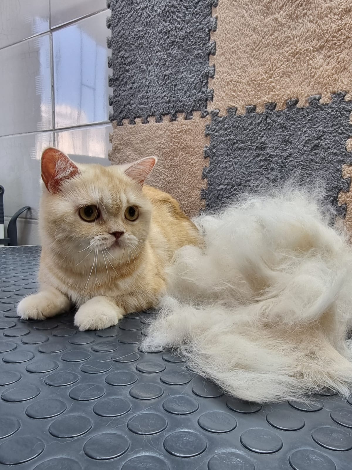 Кошка после груминга в салоне 4lapki в Алматы