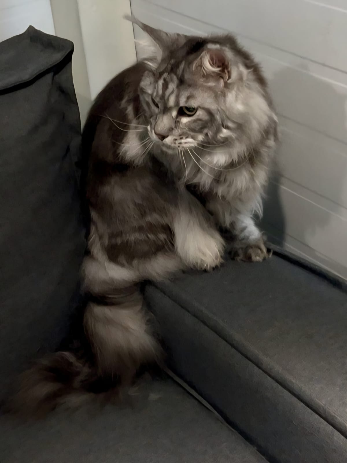 Кошка после груминга 2