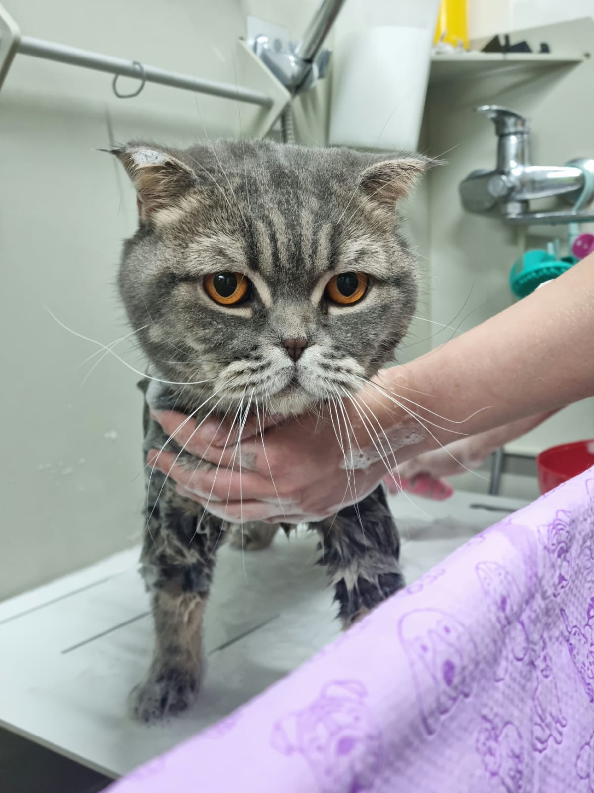 Кошка после груминга 3