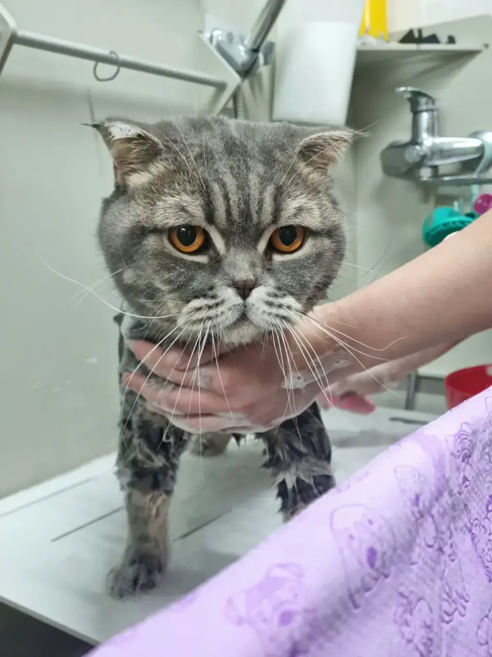 Грумингтен кейінгі мысық 3