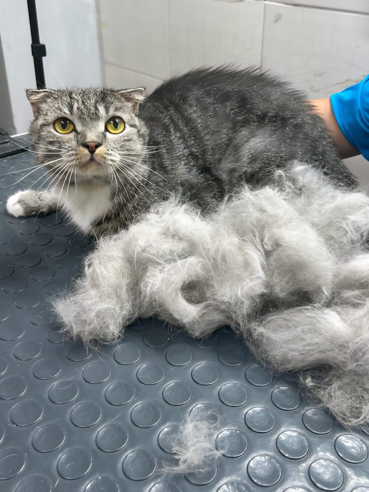 Кошка после груминга 4