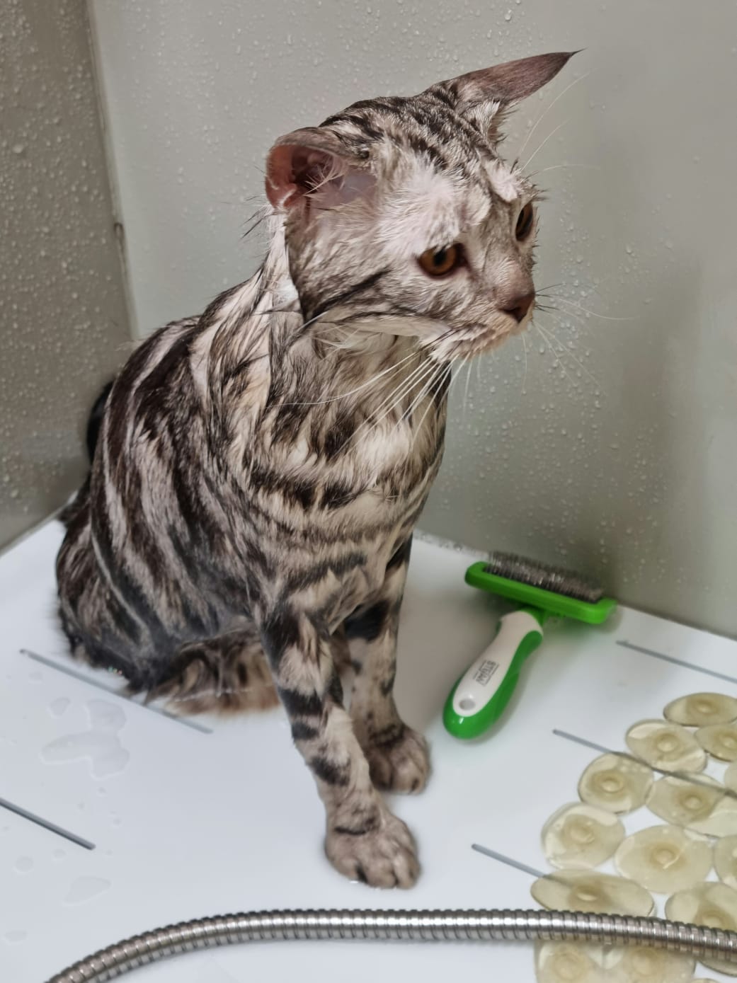 Кошка после груминга 5