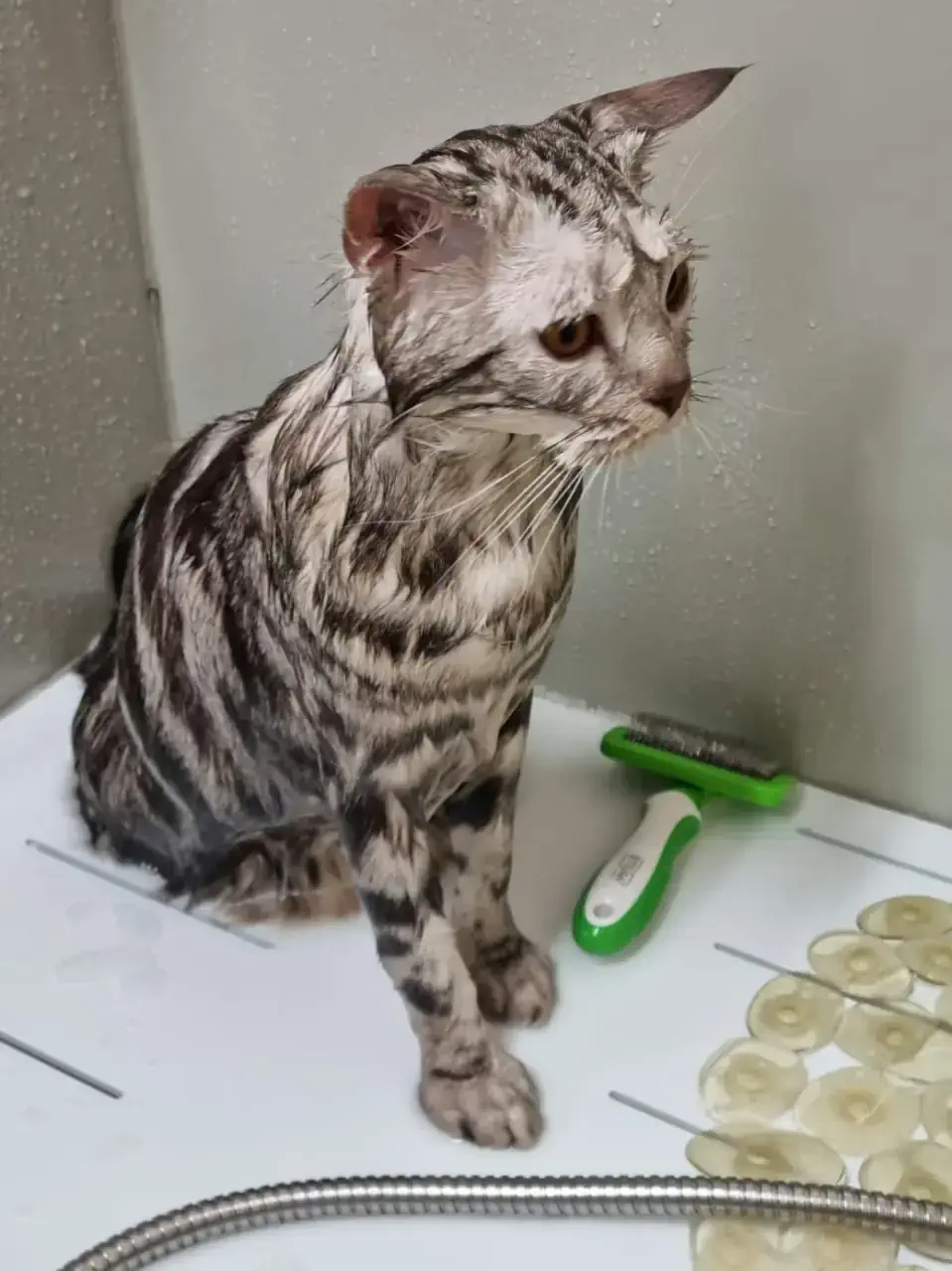 Грумингтен кейінгі мысық 5