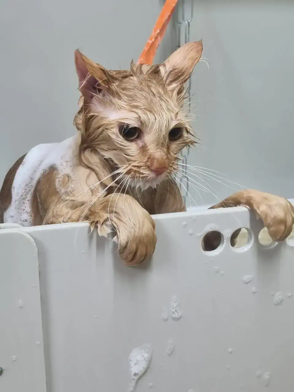 Грумингтен кейінгі мысық 6