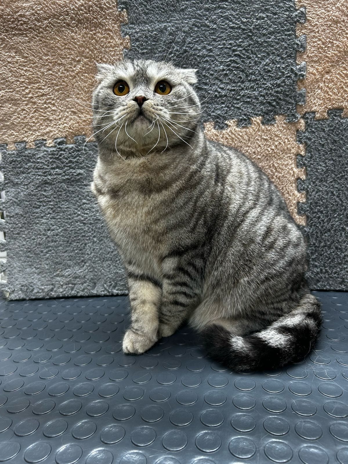 Кошка после груминга 7