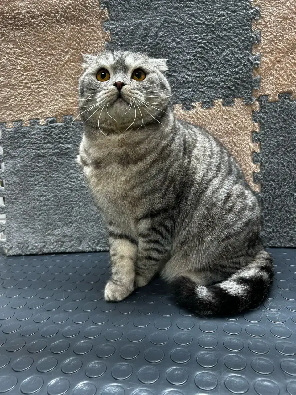 Грумингтен кейінгі мысық 7