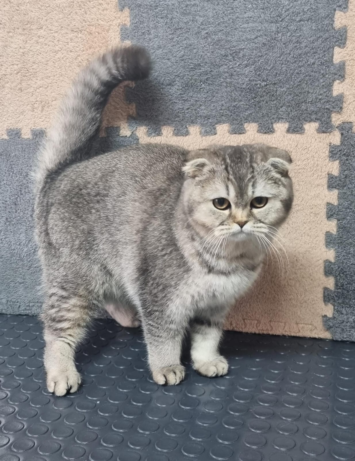 Кошка после груминга 8